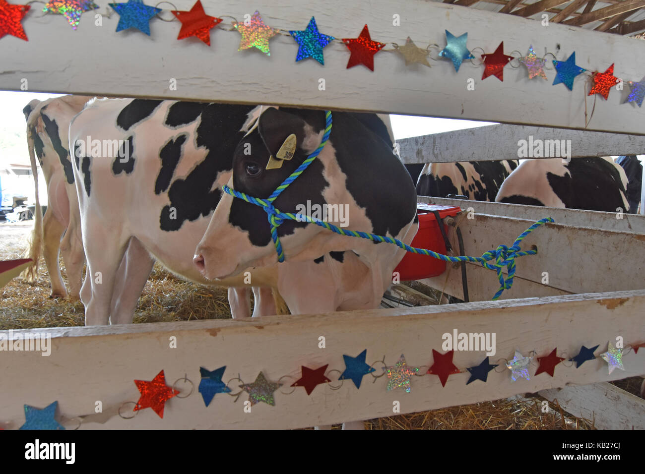 Cow in star-studded stall at the country fair Stock Photo