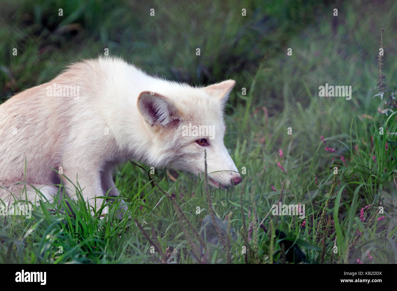 An Arctix Fox, Vulpes lagopus, at Space Farms Zoo and Museum, Sussex County, New Jersey, USA Stock Photo