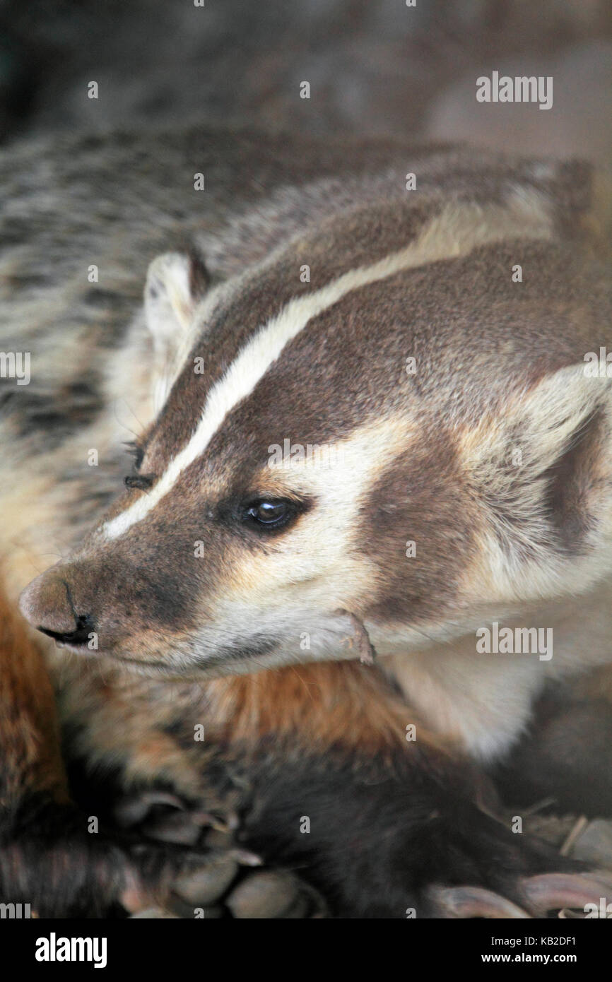 An American Badger, Taxidea taxus, at Space Farms Zoo and Museum, Sussex County, New Jersey, USA Stock Photo