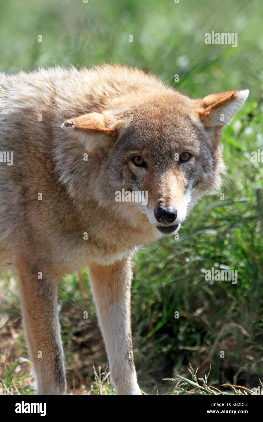A Coyote, Canis latrans, at Space Farms Zoo and Museum, Sussex County, New Jersey USA Stock Photo