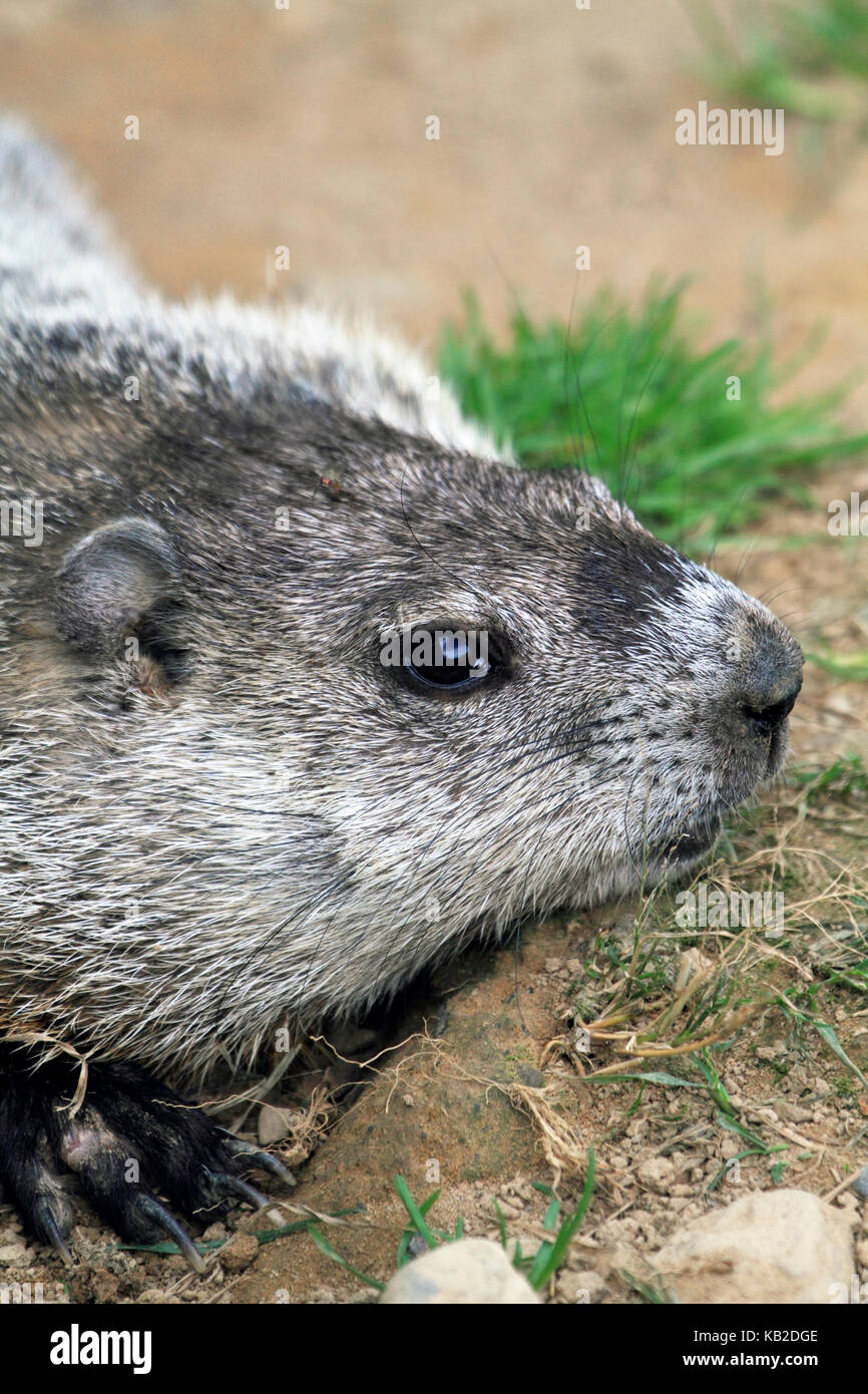 A Goundhog, Marmota monax, at Space Farms Zoo and Museum, Sussex County, New Jersey, USA Stock Photo