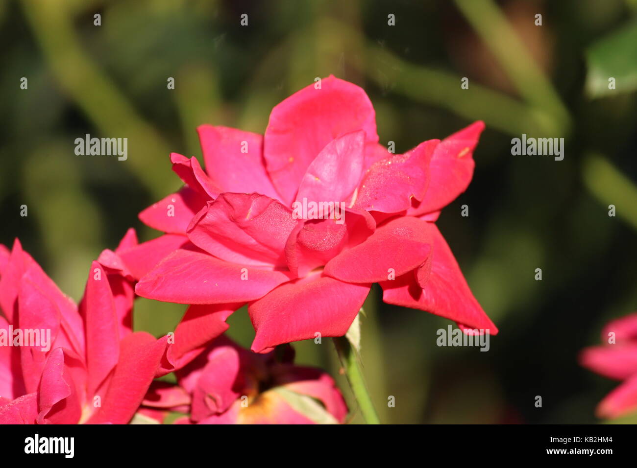 Natural Pink Rose Stock Photo