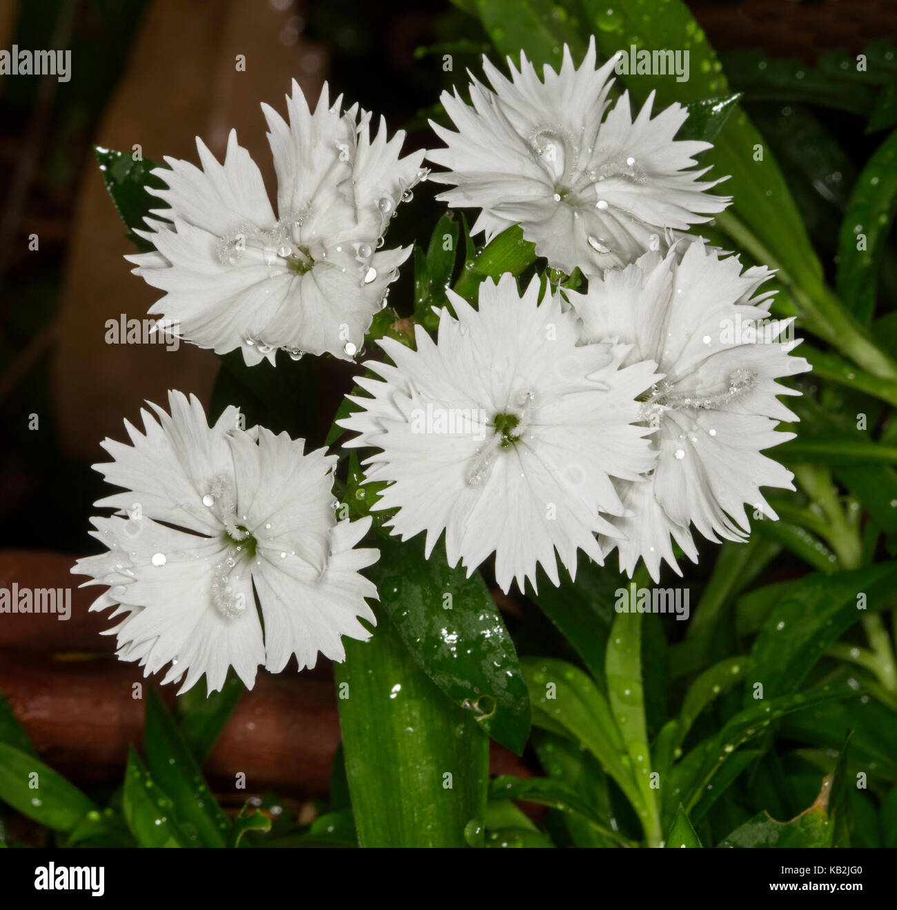 Cluster of  white flowers of Dianthus barbatus with raindrops on frilly edged petals against background of emerald green leaves Stock Photo