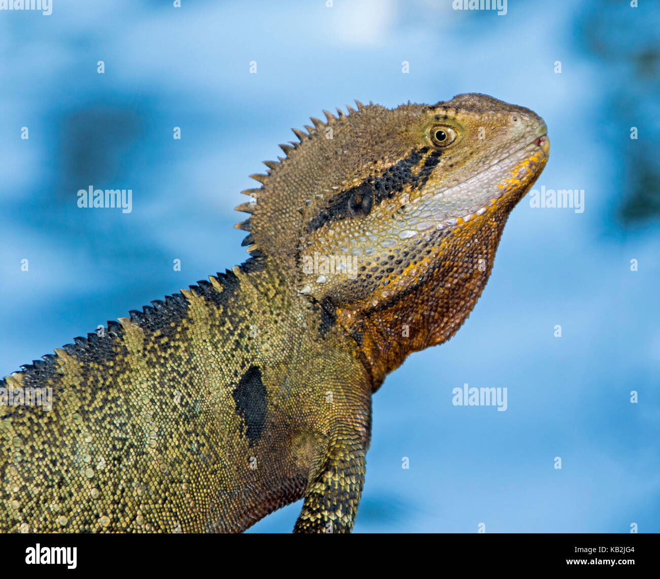 Head of Australian eastern water dragon lizard, Intellegama lesueurii syn Physignathus, with alert expression, against blue background Stock Photo