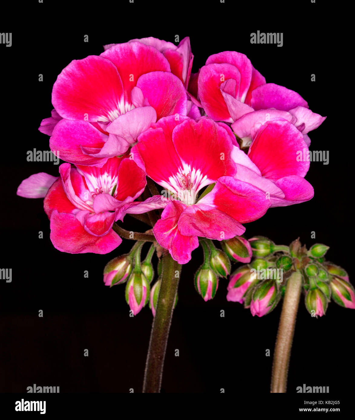 Cluster of vivid pink flowers with white centres and buds of Geranium 'Tex Mex' against black background Stock Photo