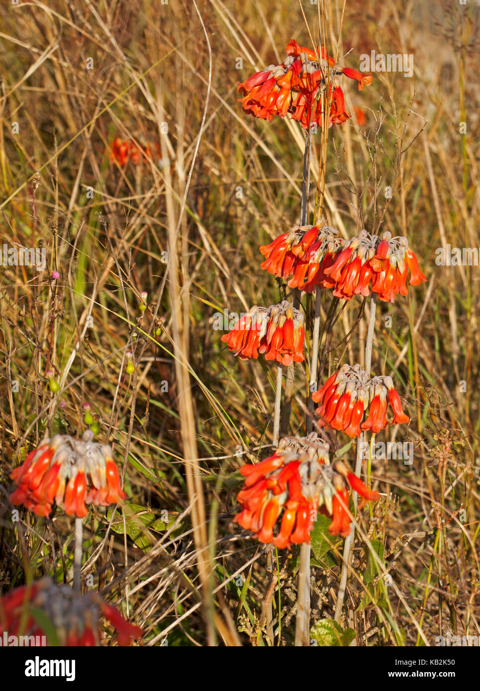 Clusters of vivid orange flowers of mother-of-millions, succulent plant,  Bryophyllum / Kalanchoe delagoense syn. B. tubiflorum, invasive weed species Stock Photo