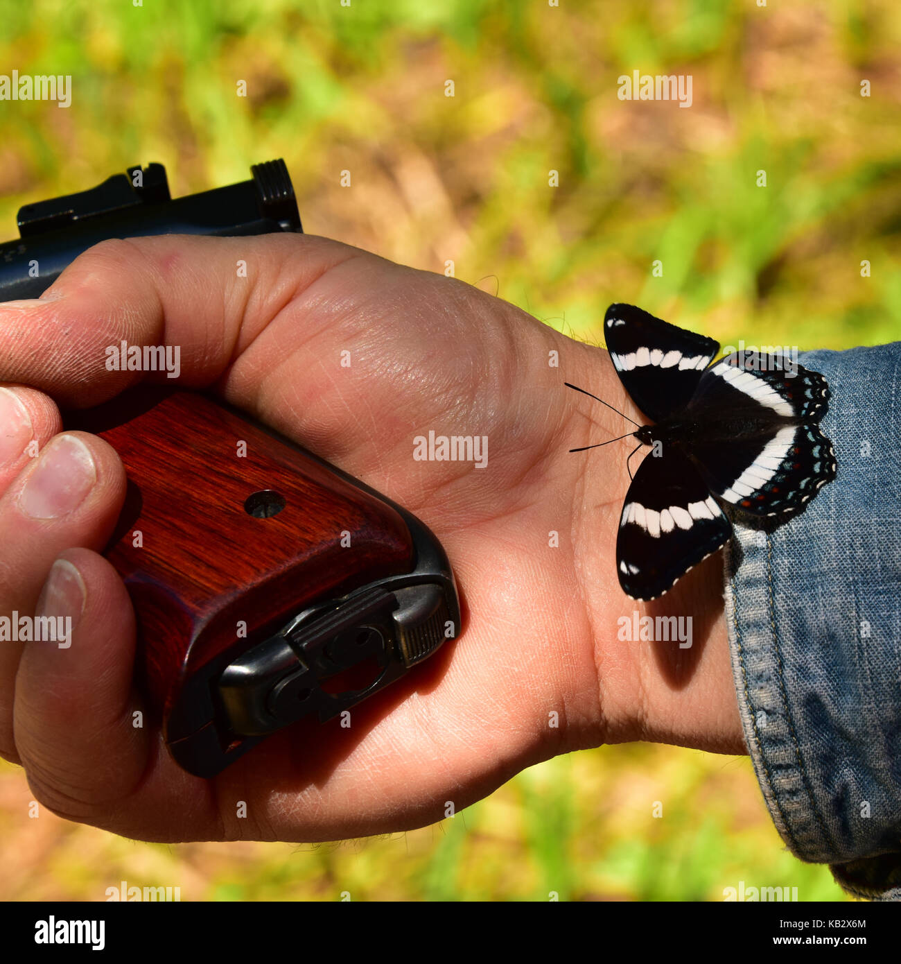 Hand holding pistol with black admiral butterfly on wrist concept love peace war danger conflict. Stock Photo