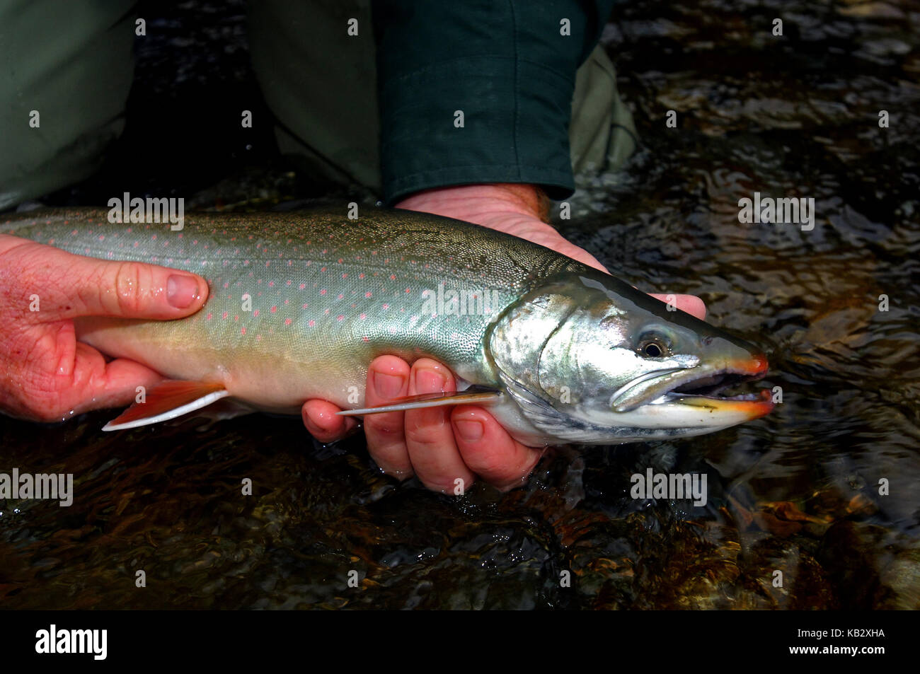 Fisherman holding an Arctic Char or Dolly Varden caught while fly