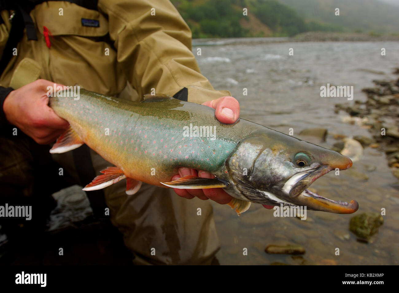 Fisherman holding an Arctic Char or Dolly Varden caught while fly fishing near Chignik Alaska Stock Photo