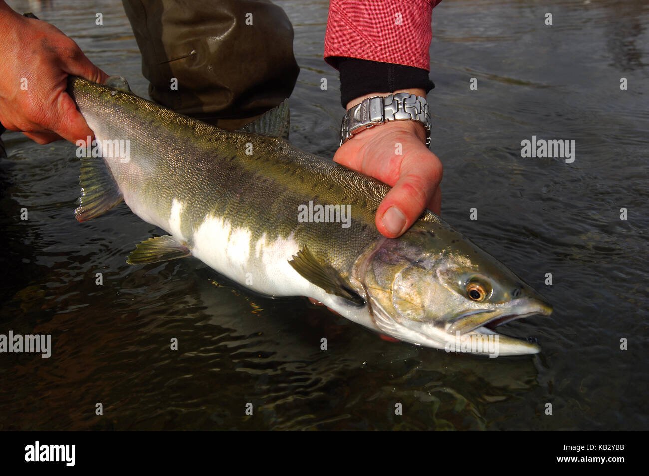 Coho salmon fly fish hi-res stock photography and images - Alamy
