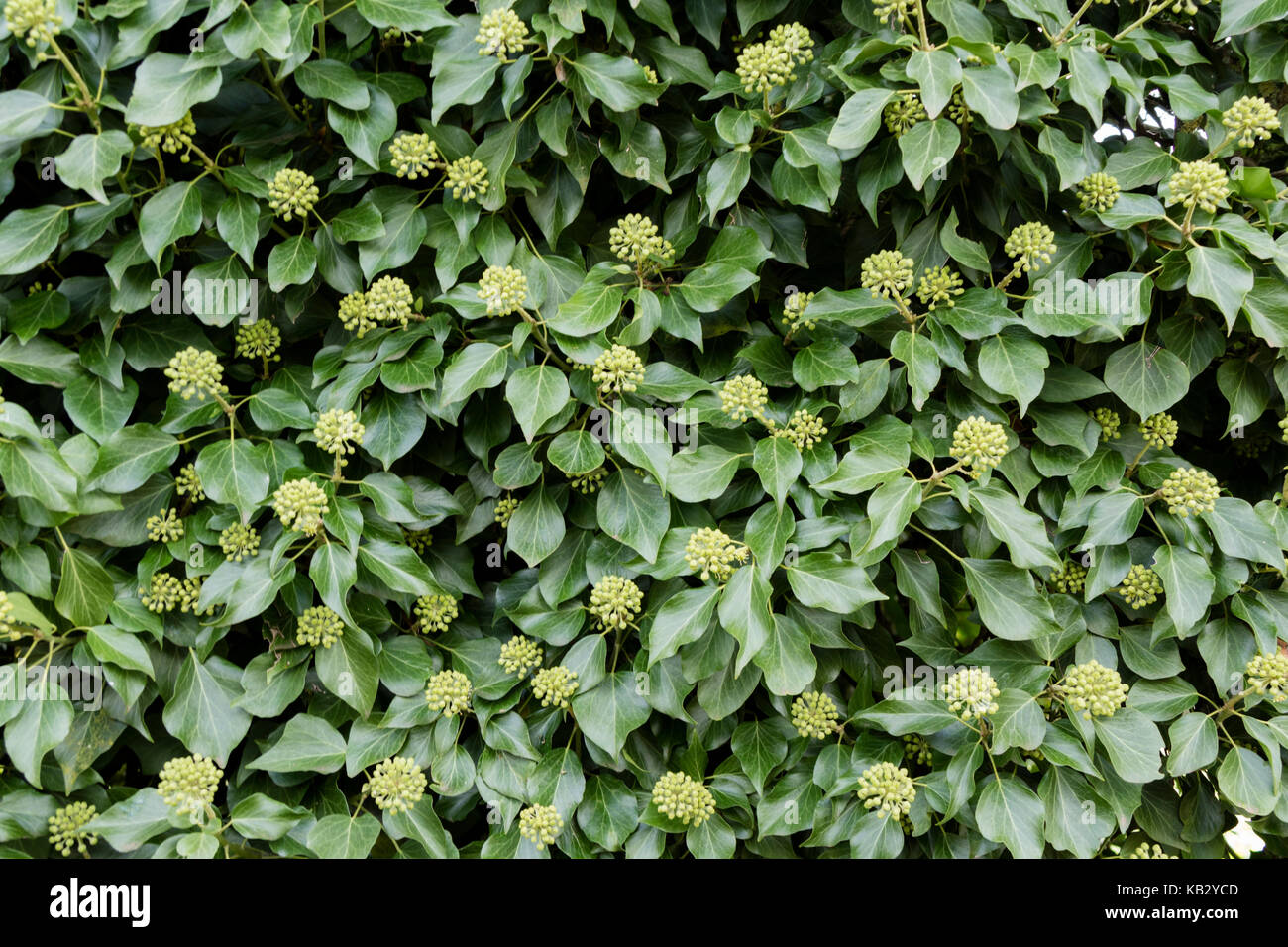 Hedera hibernica. Atlantic ivy or Irish ivy Stock Photo