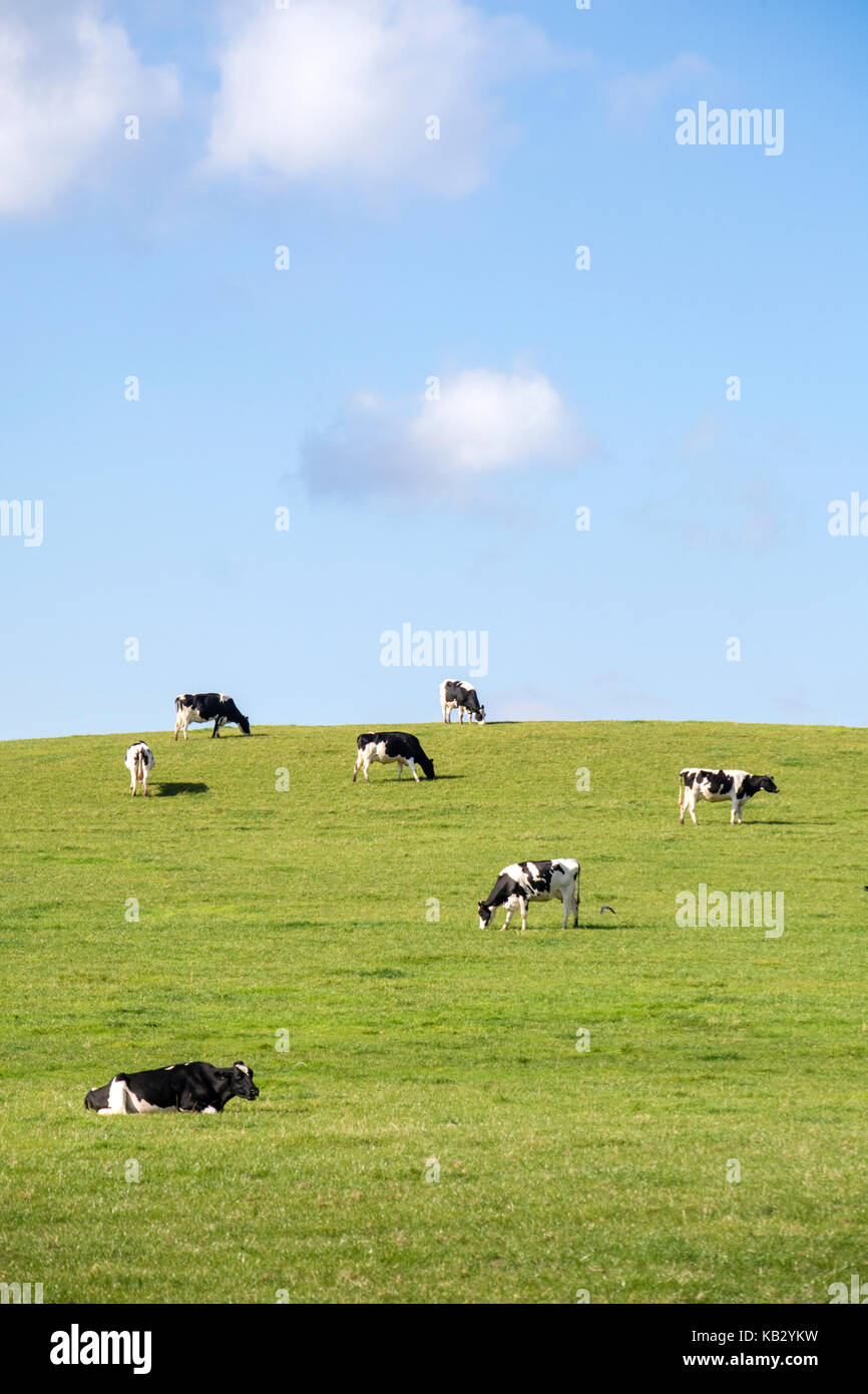 Holstein Friesians cattle grazing in the English countryside, England ...