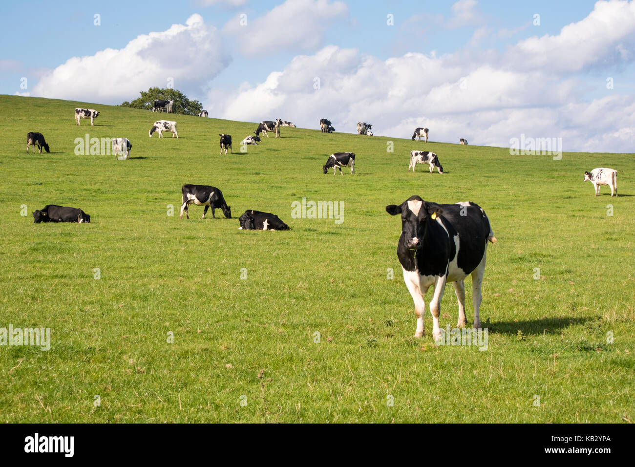 Holstein Friesians cattle grazing in the English countryside, England ...