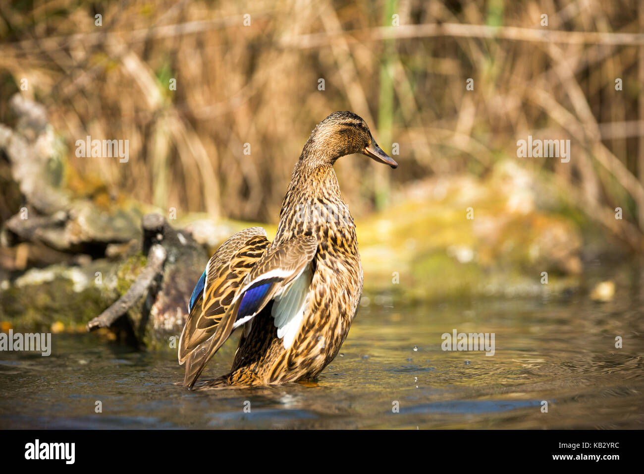 A browned feather duck shoot at the moment he has open wings. Stock Photo