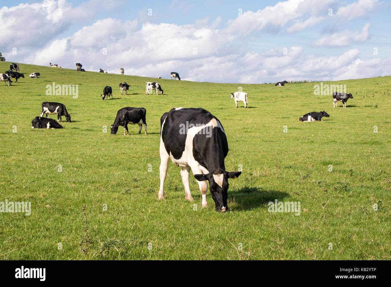 Holstein Friesians cattle grazing in the English countryside, England ...