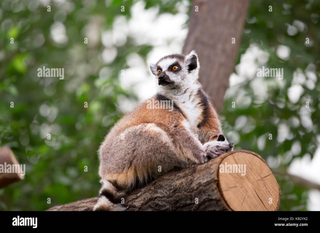Ring-tailed Lemur (Lemur catta) looks out with big, bright orange eyes and watching Stock Photo