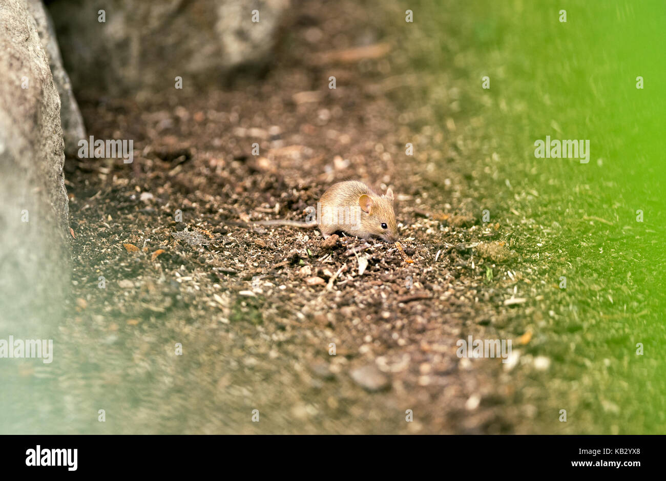 Little mouse in habitat Stock Photo Alamy