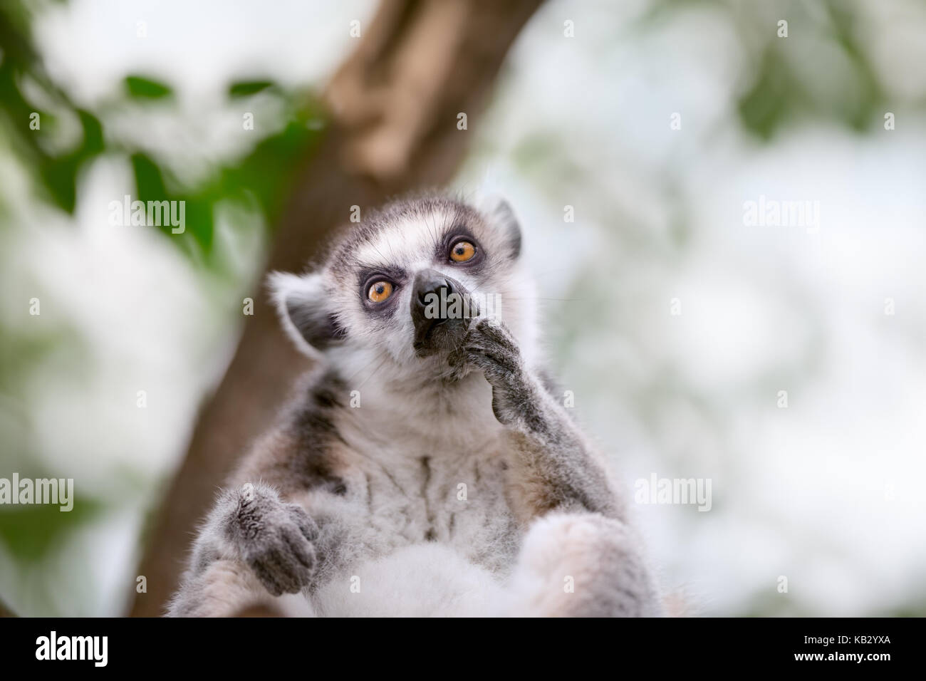 cute ring-tailed lemurin the natural environment Stock Photo