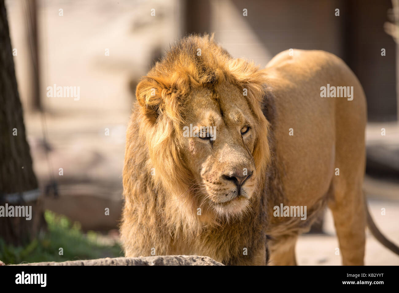 Lion, male big cat walking in sunny day Stock Photo