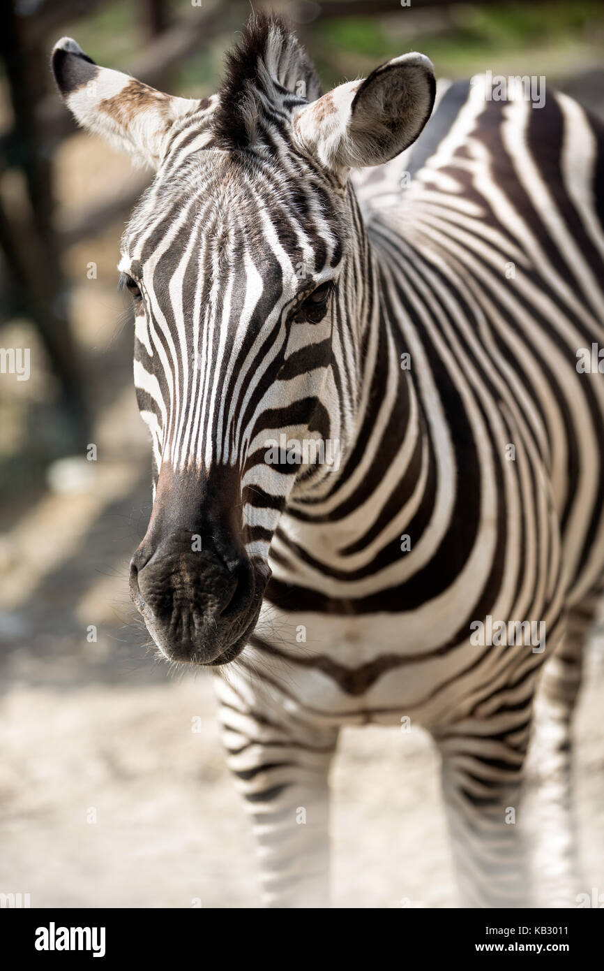 Close-up portrait of a zebra Stock Photo - Alamy