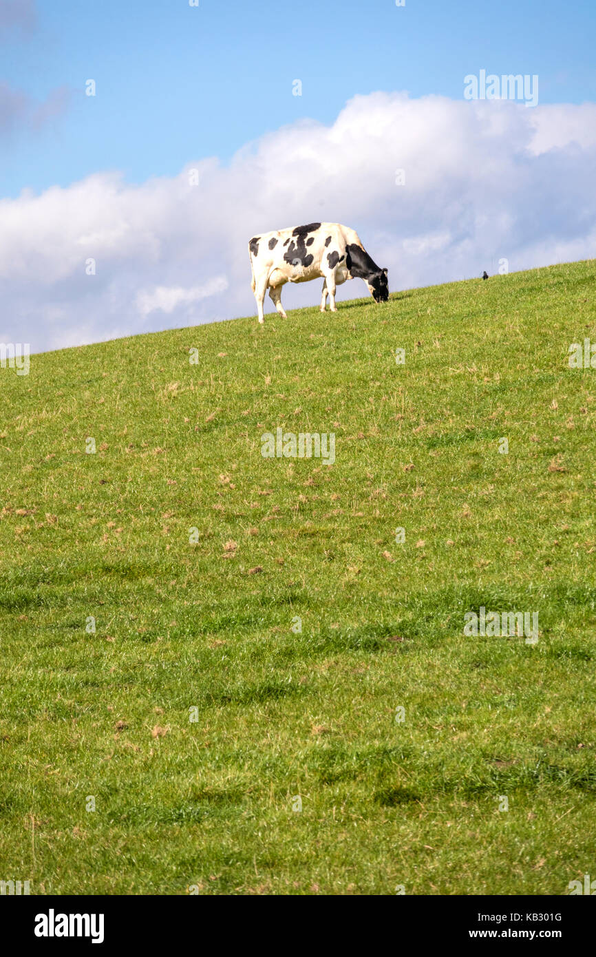 Holstein Friesians cattle grazing in the English countryside, England ...