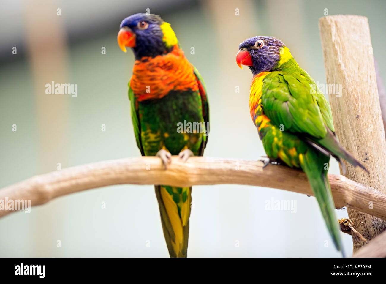 colorful pair Parrot together on branch Stock Photo