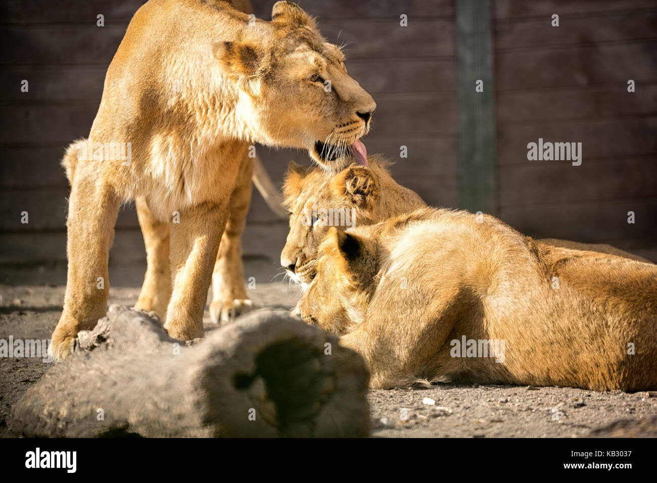 lioness with her cubs, licking them Stock Photo