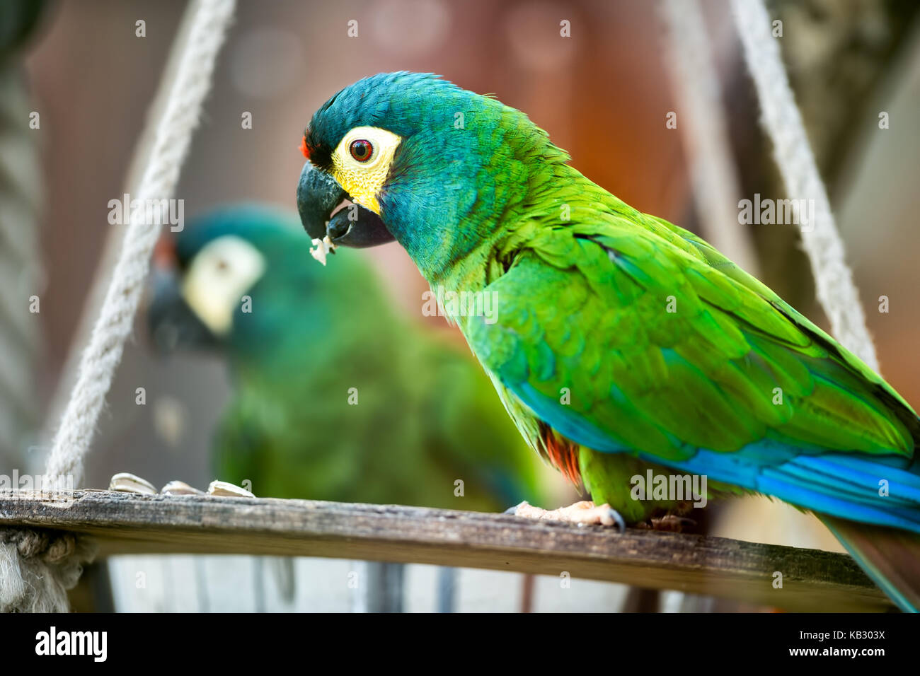 beautiful green parrot front of mirror Stock Photo