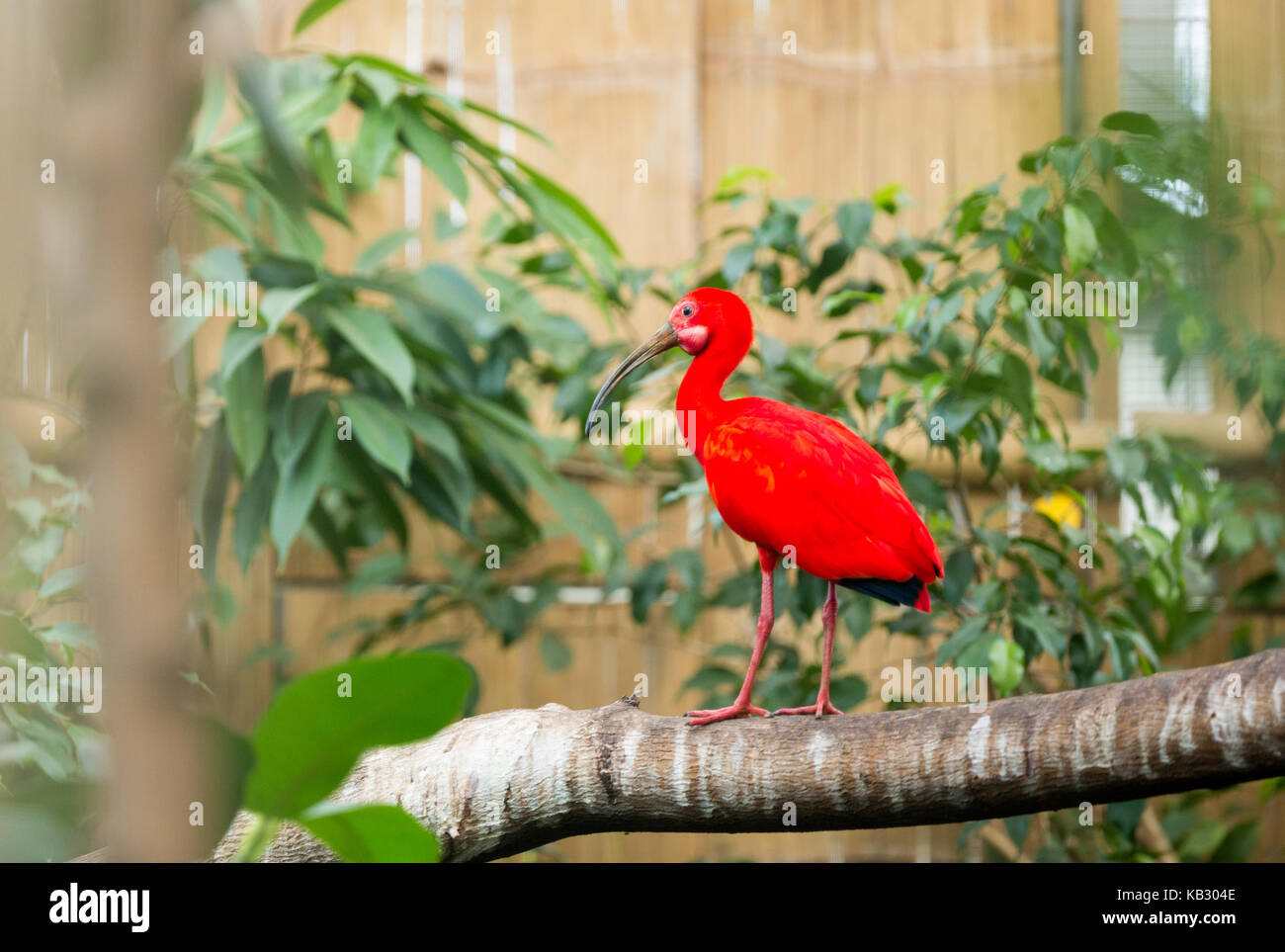 Red ibis hi-res stock photography and images - Alamy