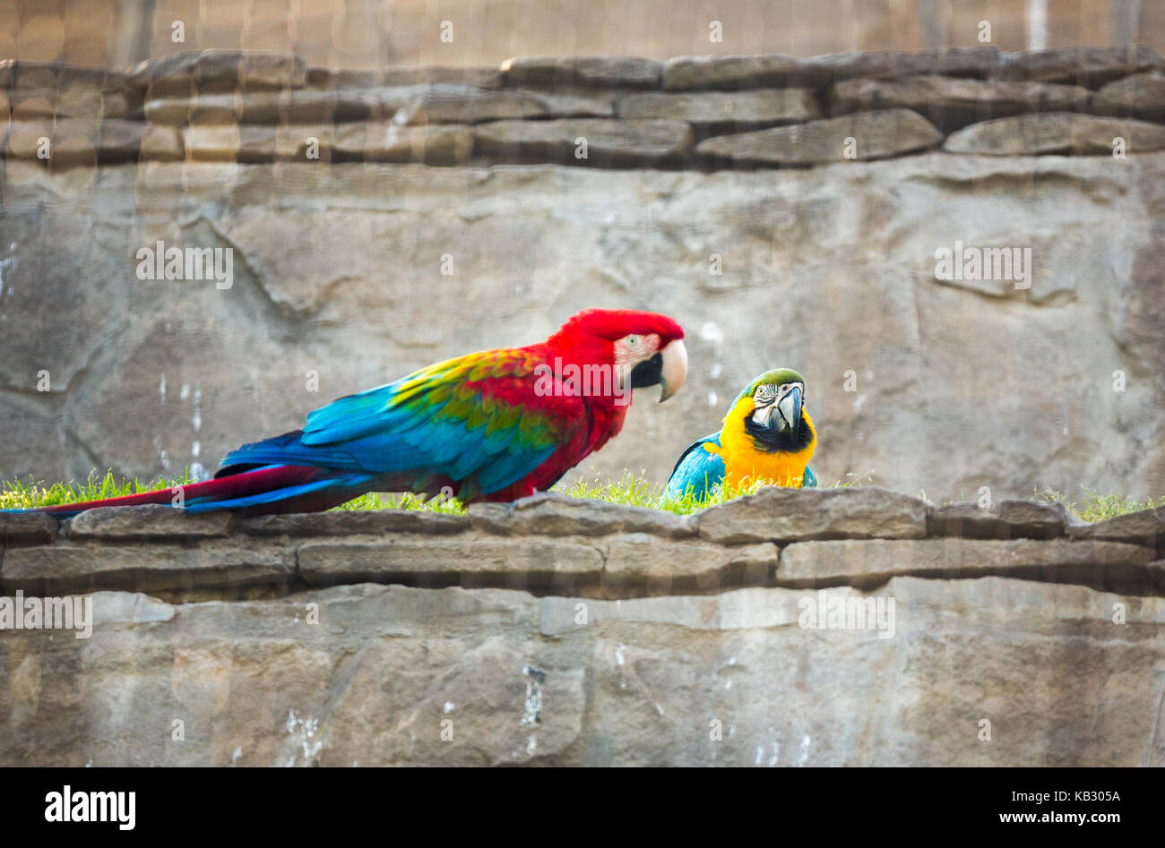 Pair of parrot with red beak Stock Photo