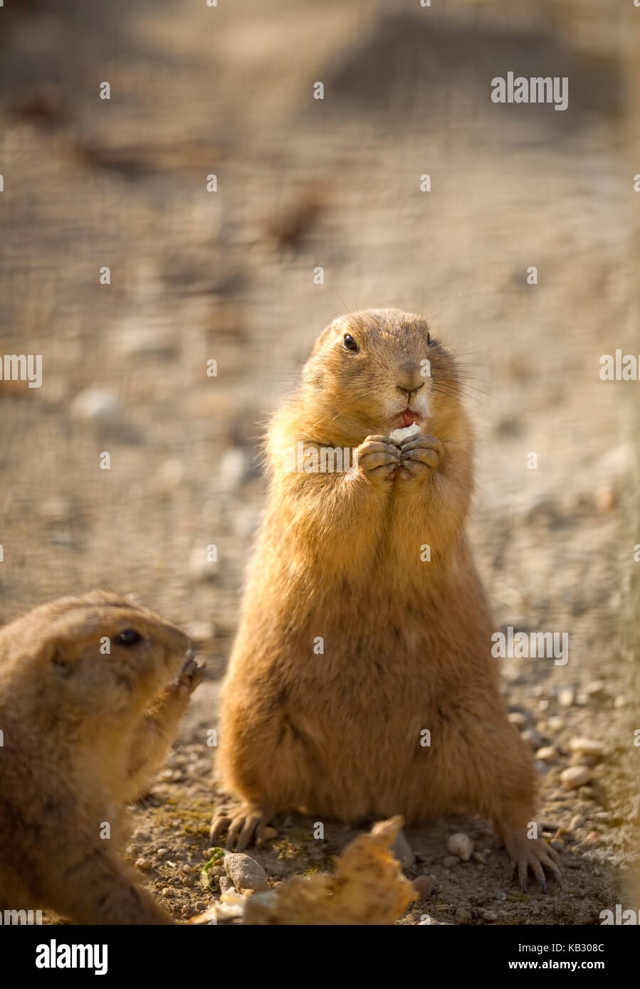 Beaver standing and eating Stock Photo