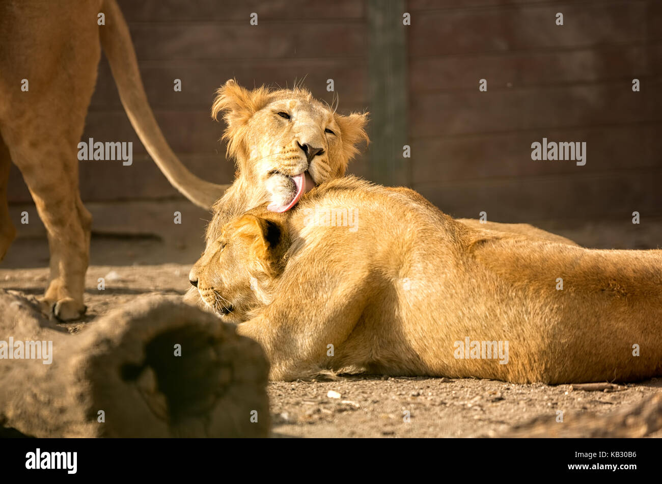 Tenderness young lions licking Stock Photo