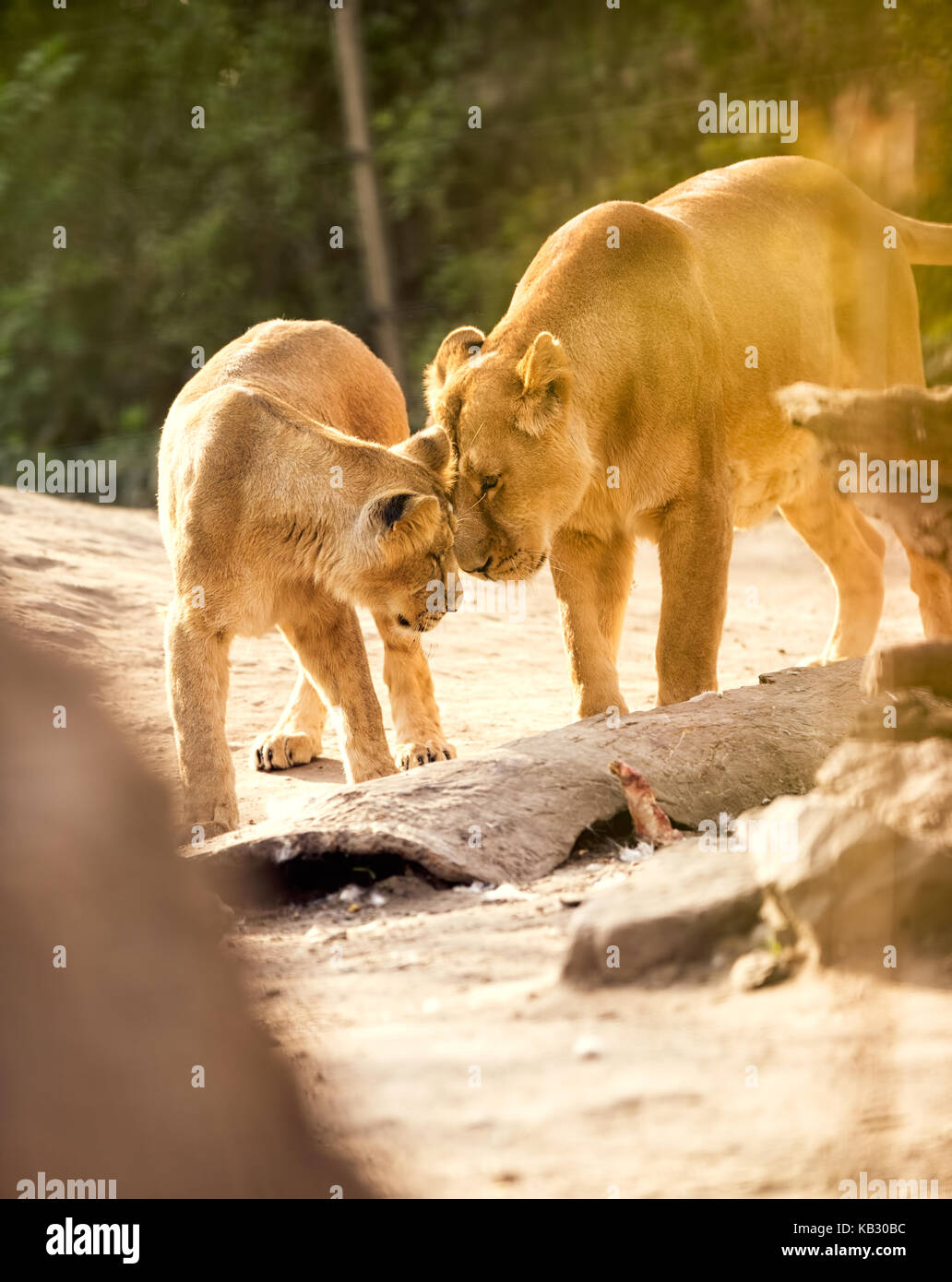 lioness playful with her cub Stock Photo - Alamy