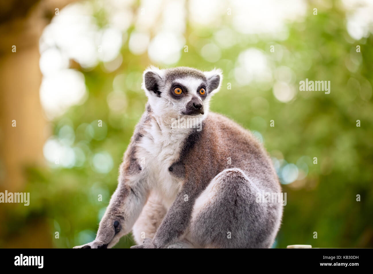 Lemur (Lemur catta) looks out with orange eyes Stock Photo