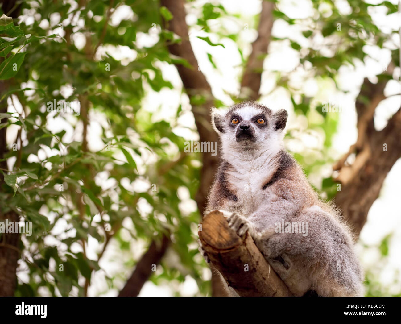 Ring tailed lemur perched on top of a tree/Ring Tailed Lemur Stock Photo