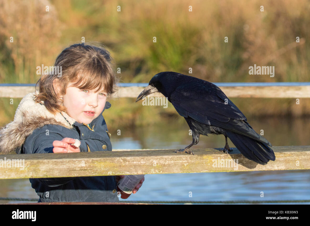 Young girl feeding a Rook Stock Photo