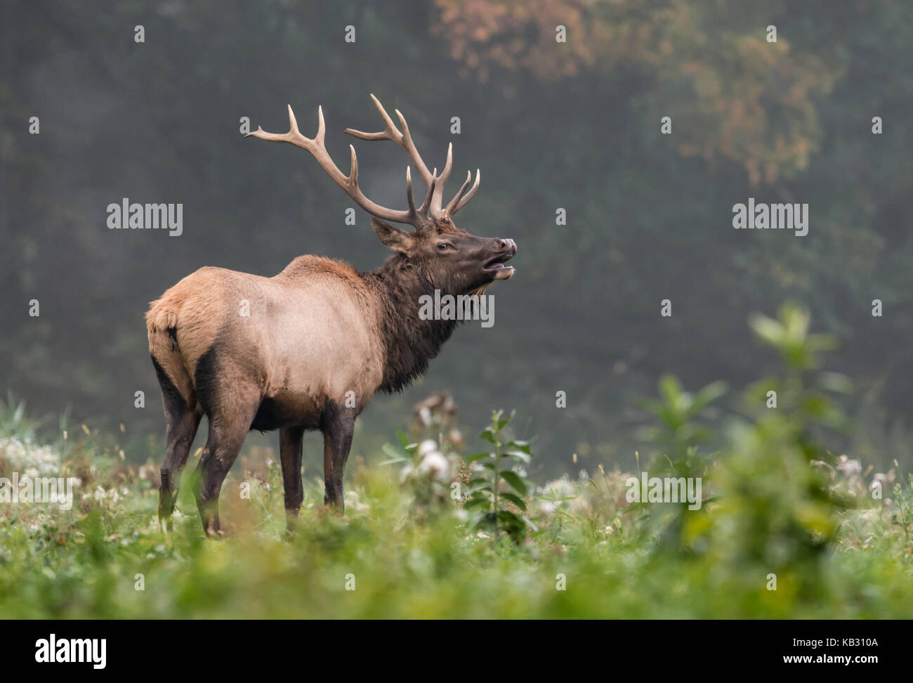Elk in Pennsylvania Stock Photo Alamy