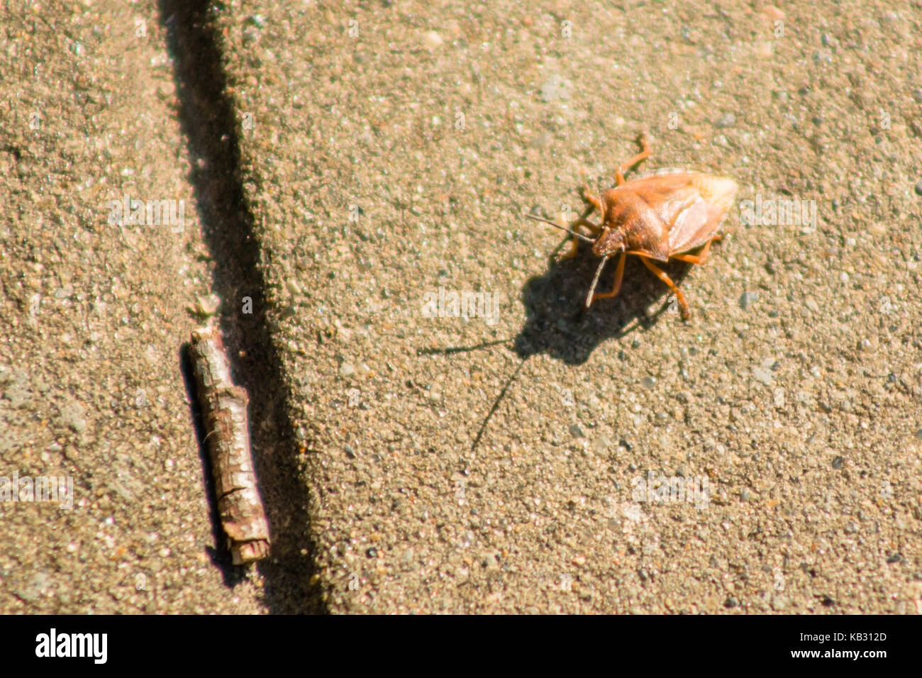 Palomena prasina green wood bug creeps over the tile macro. Stock Photo