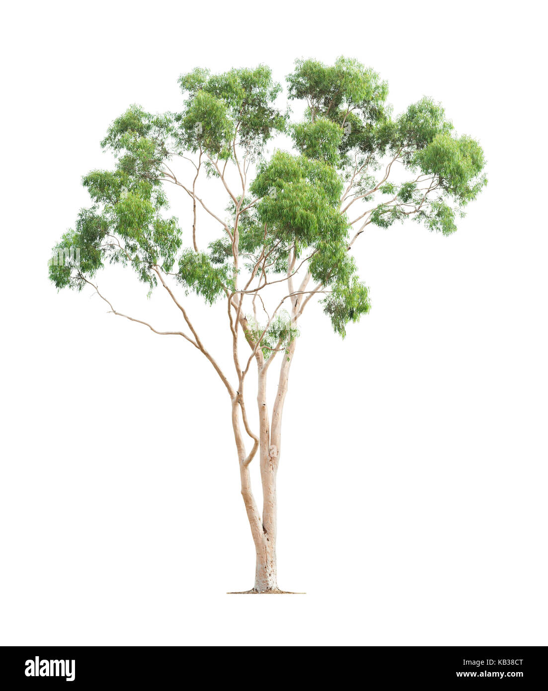Green beautiful and tall eucalyptus tree isolated on white background Stock Photo