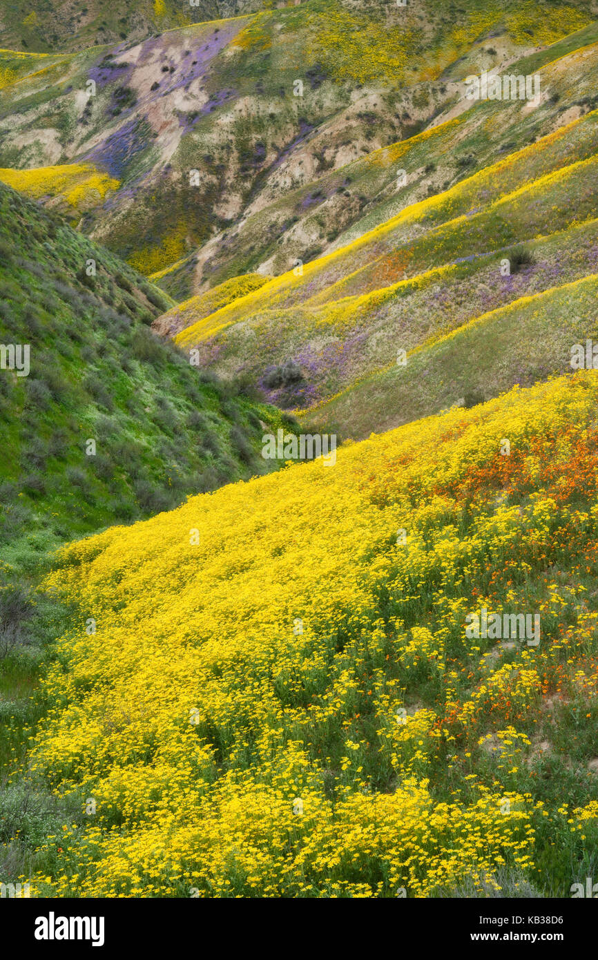 Super spring bloom of wildflowers among the canyons of the Temblor Range in California’s Carrizo Plain National Monument. Stock Photo