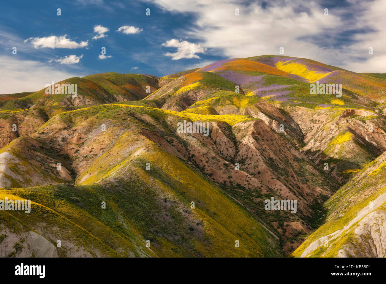 Spring bloom of wildflowers on the Temblor Range in California's Carrizo Plain National Monument. Stock Photo