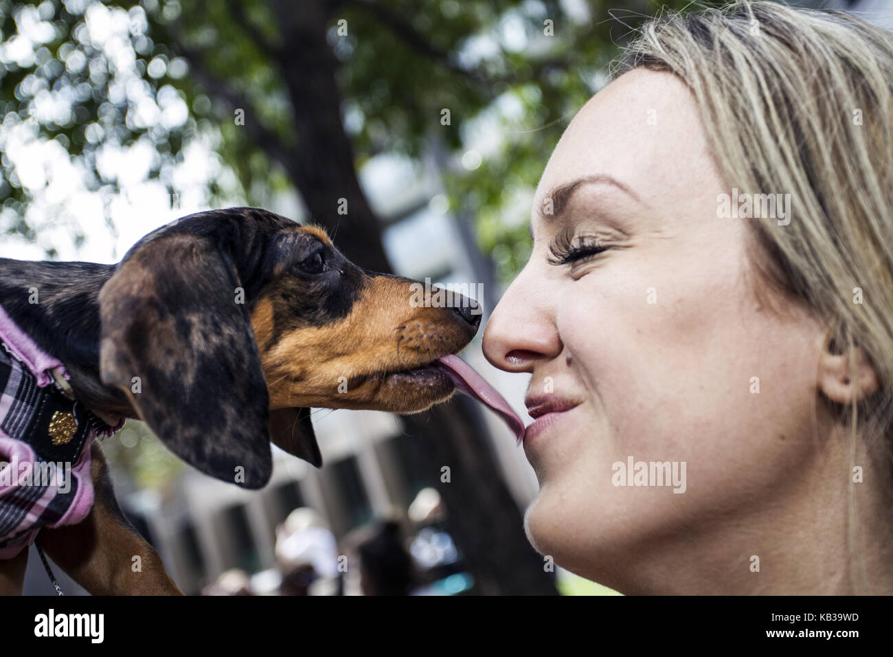 Annual dachshund fancy dress costume contest Melbourne Australia Stock