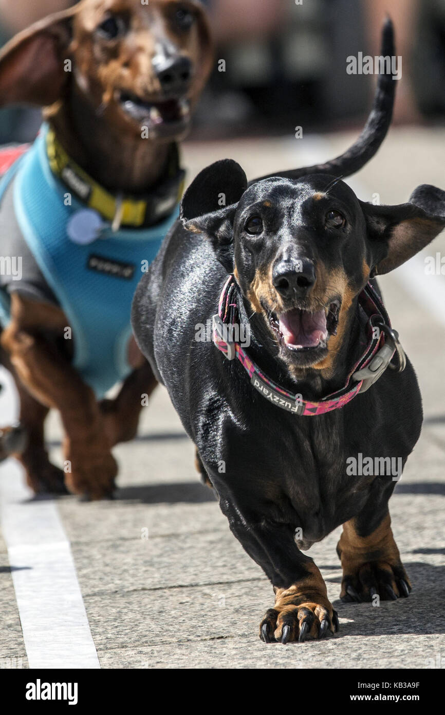 Annual dachshund races in Melbourne raise funds for Dachshund Rescue