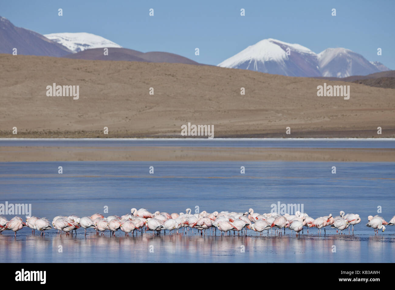 Bolivia, Los Lipez, Laguna Canapa, Andes flamingos, Stock Photo