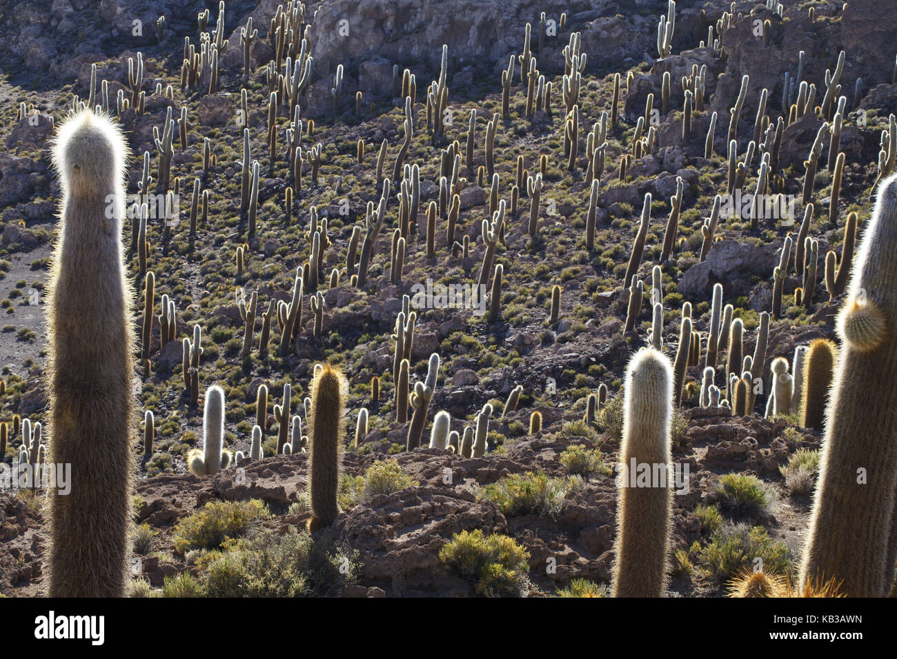 Bolivia, Salar de Uyuni, Isla Inca Huasi, cacti, Stock Photo