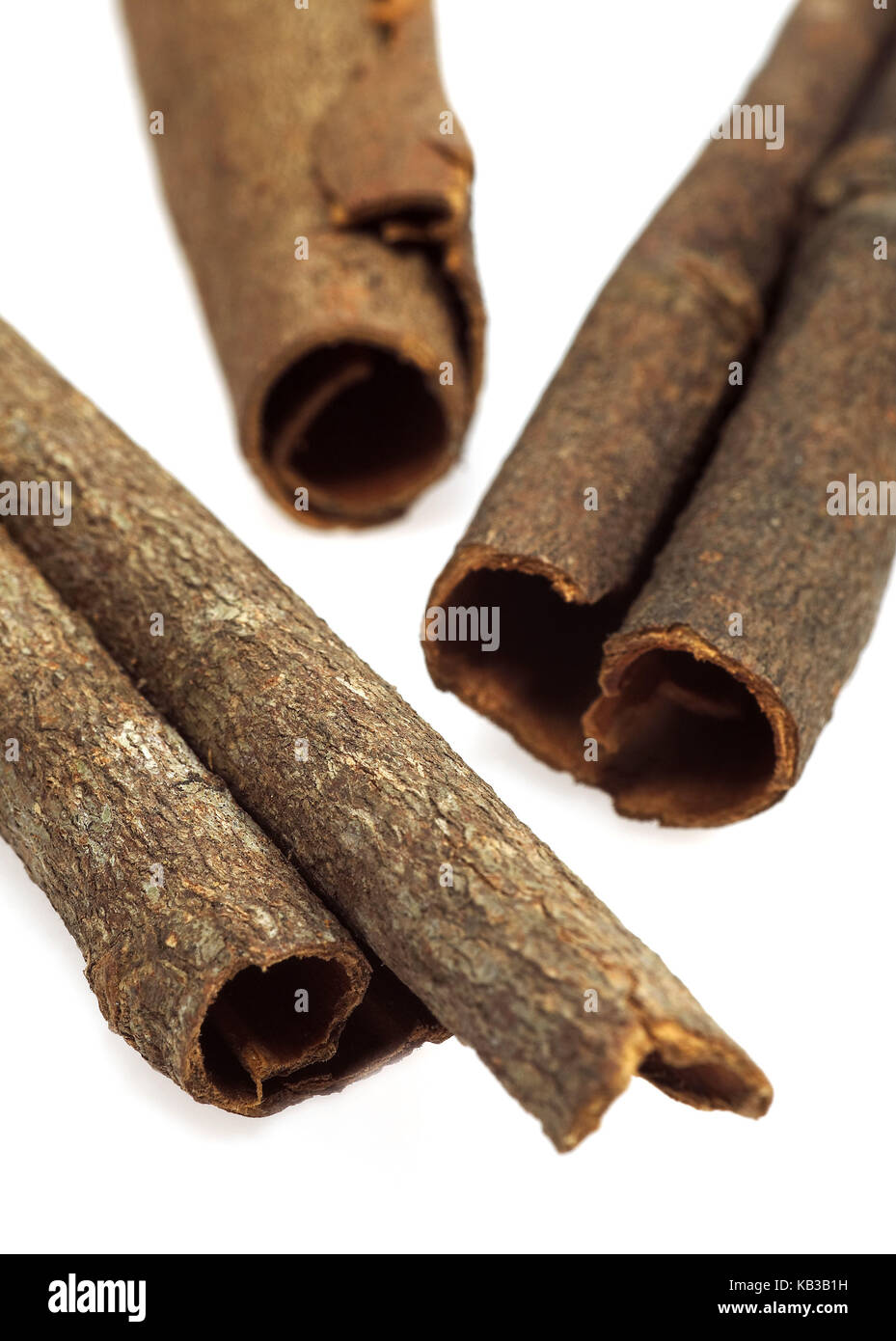 To cinnamon cortex, Chinese cinnamon or Cassia cinnamon, Cinnamomum aromaticum, Stock Photo