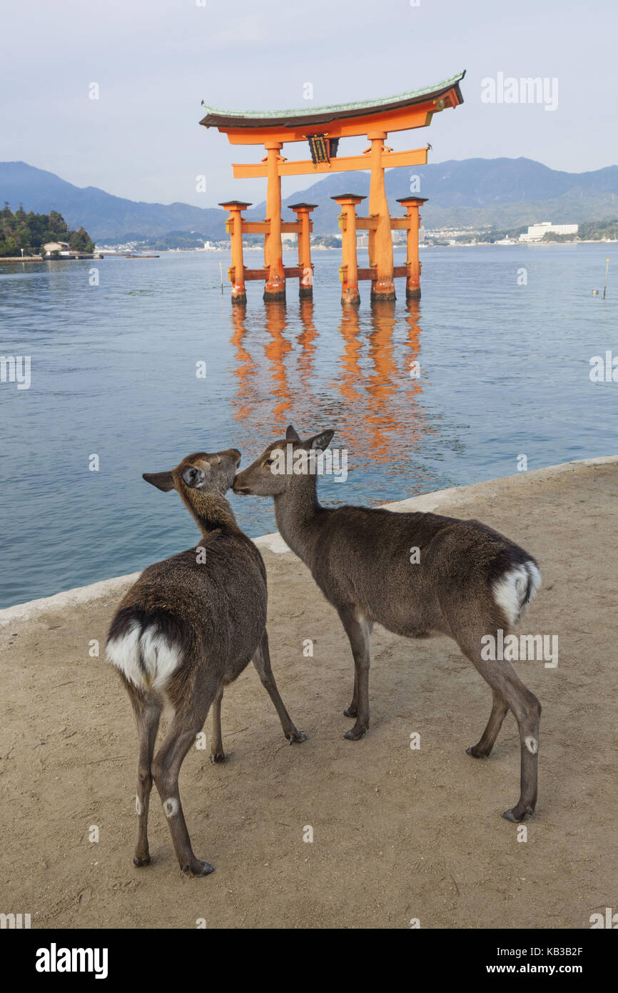 Japan, Kyushu, Hiroshima, Miyajima island, deers on the beach, Torii in the water, Stock Photo