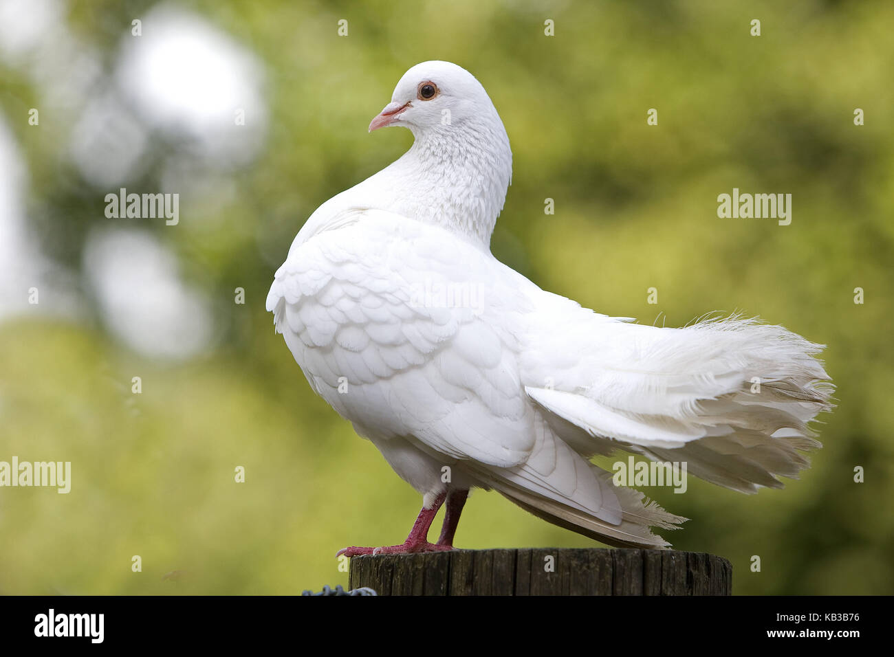 White peacock's pigeon, at the side, Stock Photo