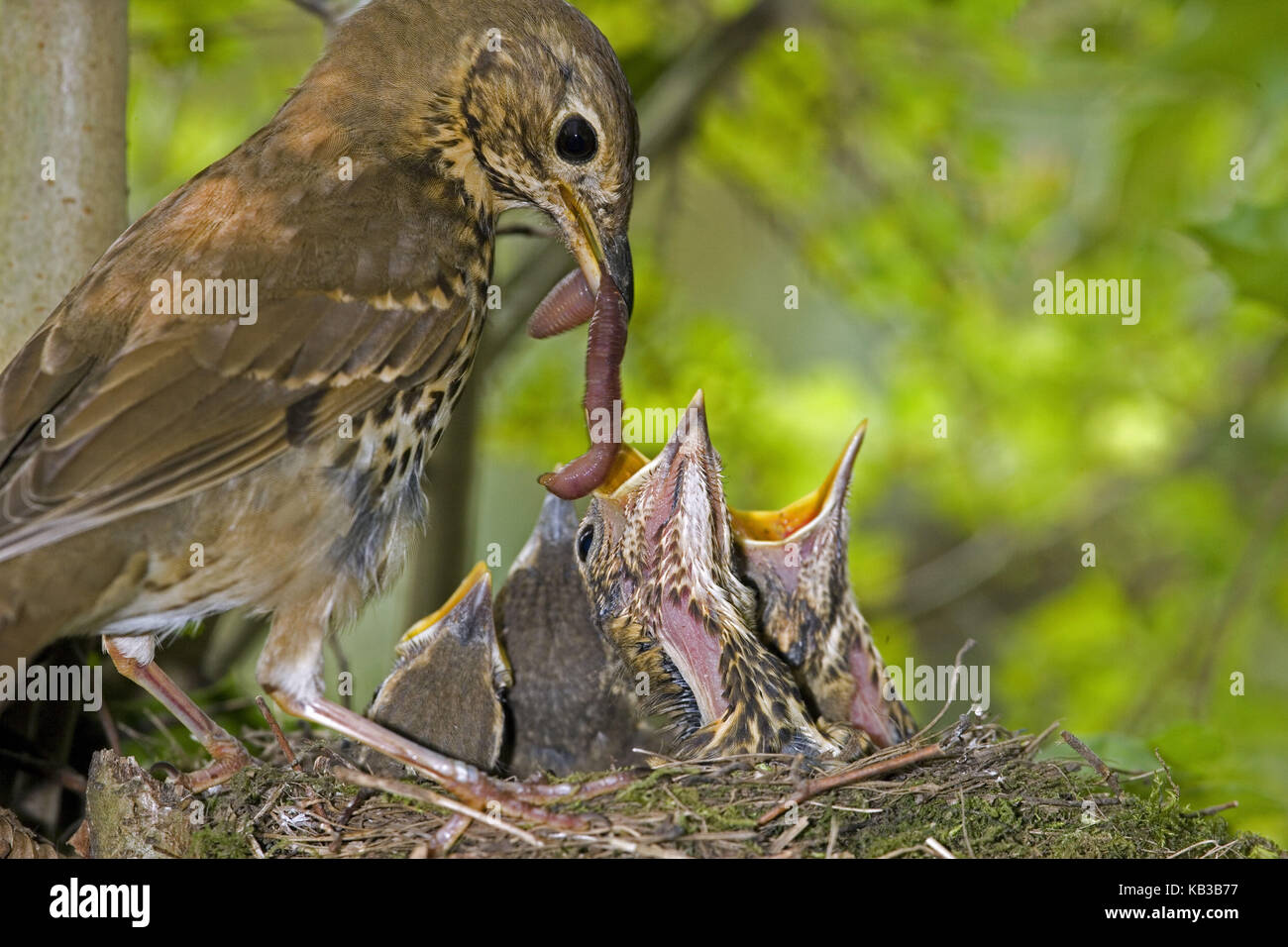 Song throttle, Turdus philomelos, adult animal Bird feeds young animals in the nest, Stock Photo