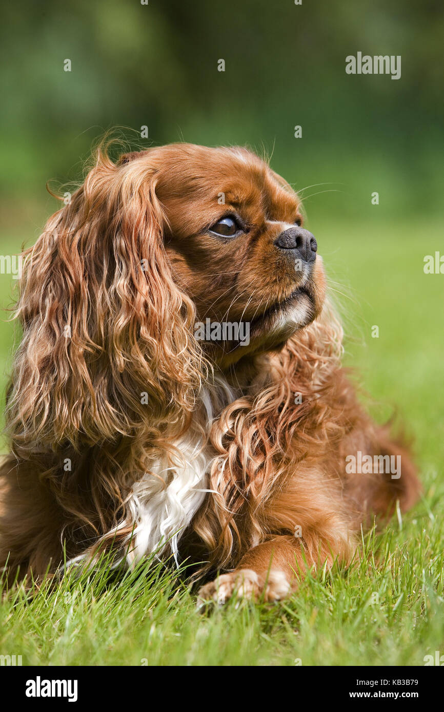 Cavalier King Charles Spaniel lies in the grass, Stock Photo